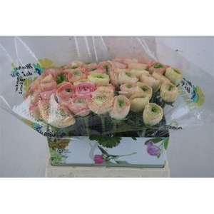 Ran Cloni Ex Touareg Pastel