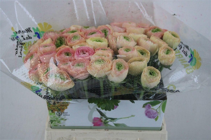 <h4>Ran Cloni Ex Touareg Pastel</h4>