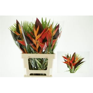 Bouquet Cotiere (rd)