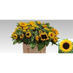HELIAN AN SUNRICH OR