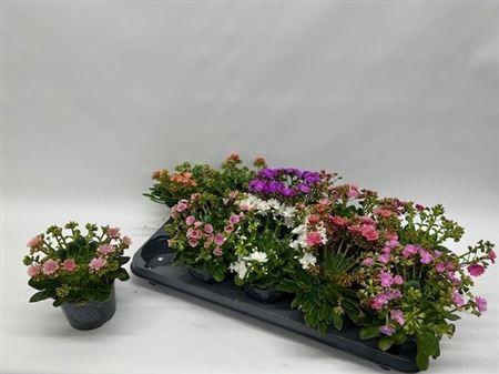 arr8 Lewi Co Happy Co Gem