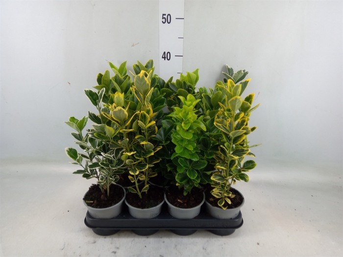 <h4>Euonymus japon.   ...mix</h4>