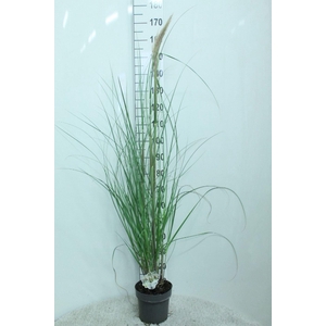Cortaderia selloana