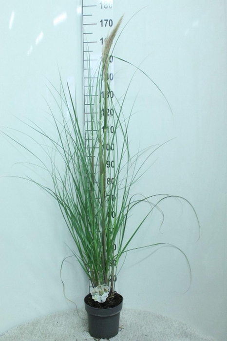 <h4>Cortaderia selloana</h4>