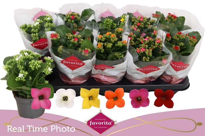 <h4>KAL EN GEM 6 KL</h4>