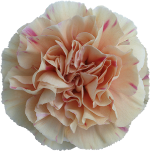 <h4>DIAN.ST. Apple Tea</h4>