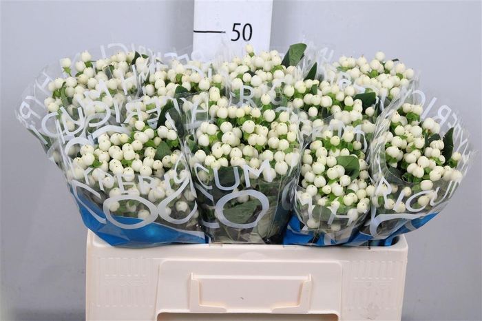 <h4>Hyp Coco Uno</h4>