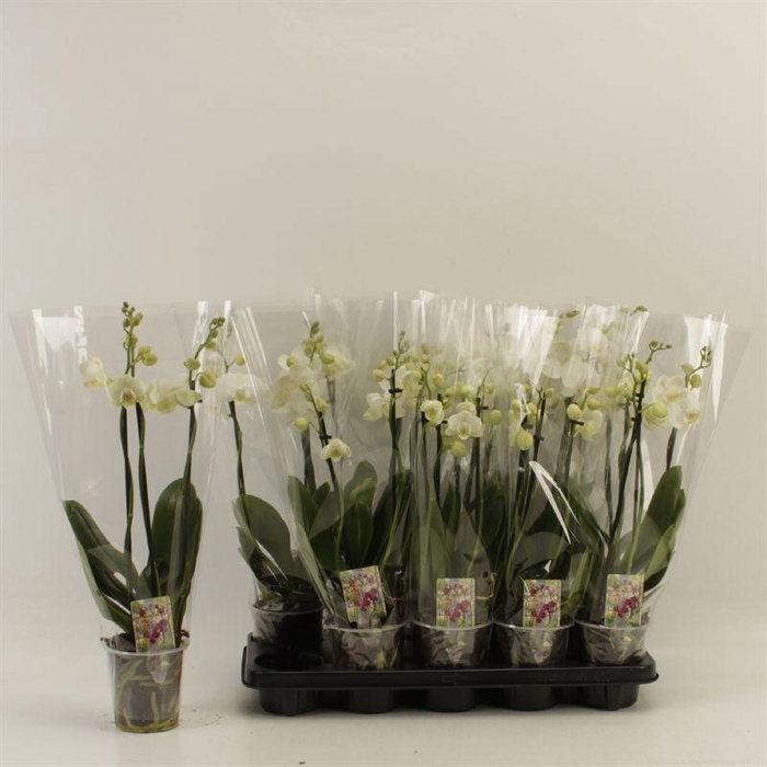 <h4>PHAL OV WIT</h4>