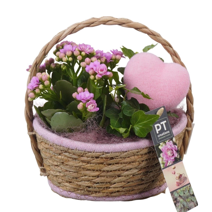 <h4>Arr.    Planten  L%</h4>