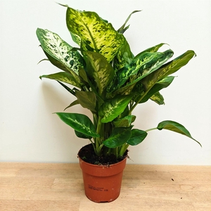 Dieffenbachia  'Compacta'