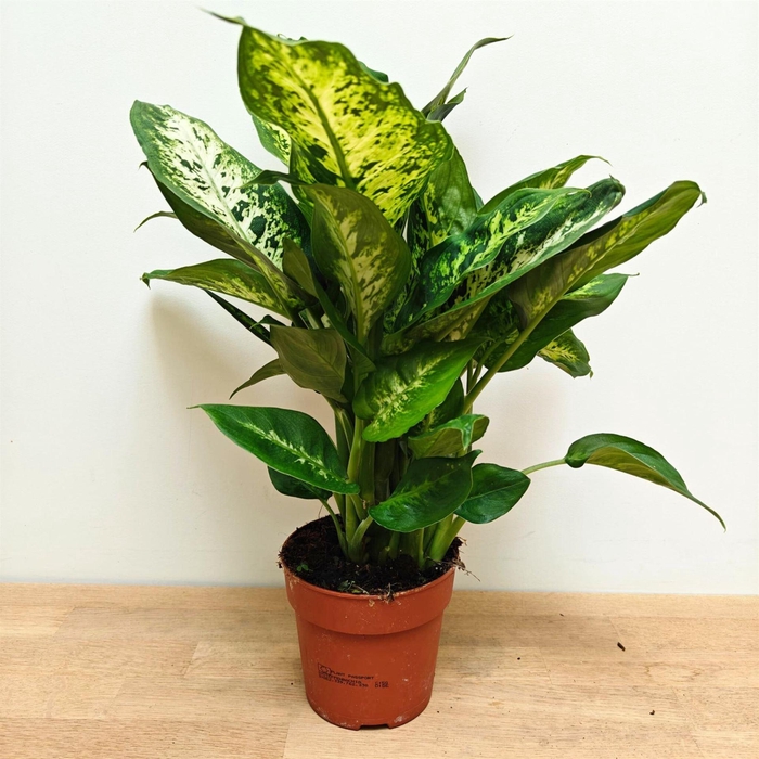 <h4>Dieffenbachia  'Compacta'</h4>