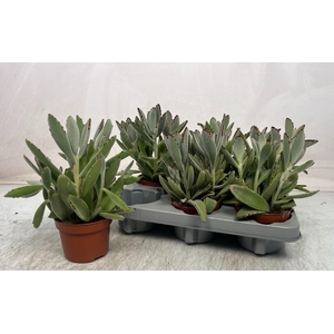 KALANCHOE TOMENTOSA