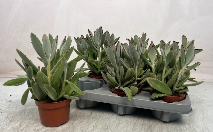 <h4>KALANCHOE TOMENTOSA</h4>