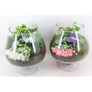 arr2 PL - Glas cognac - roze/wit