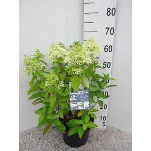 Hydrangea pan. Little Spooky 25-30 cm P23