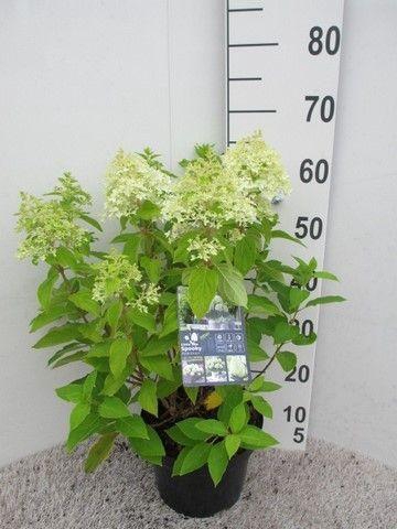 <h4>Hydrangea pan. Little Spooky 25-30 cm P23</h4>