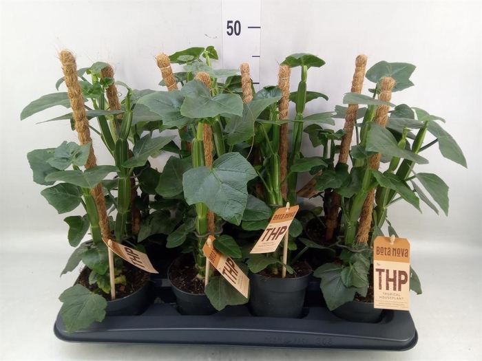 <h4>Cissus   ...</h4>