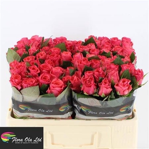 Rosa grootbloemig Pink Tacazzi+