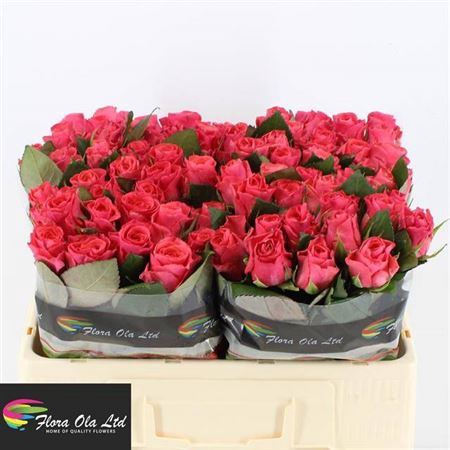 <h4>Rosa grootbloemig Pink Tacazzi+</h4>