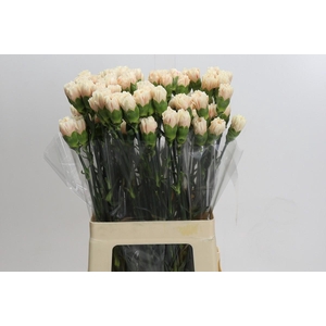 Dianthus St Overig