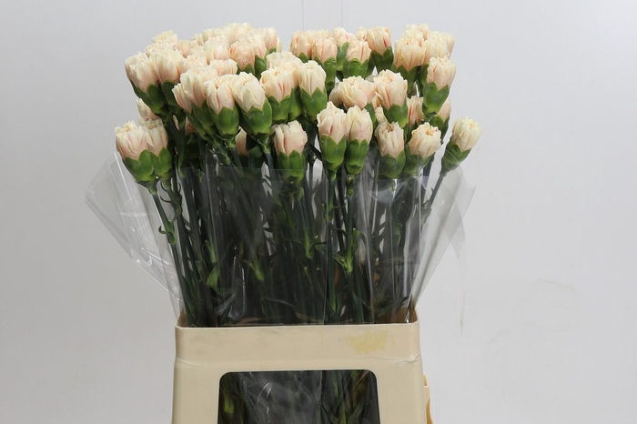 <h4>Dianthus St Overig</h4>