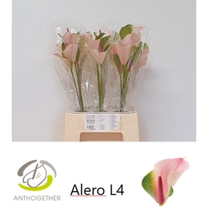 ANTH A ALERO 30 Water