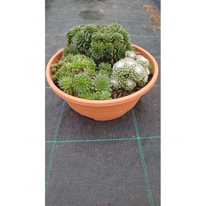 <h4>ARR SEMPERVIVUM</h4>
