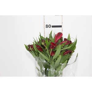 ALSTROEMERIA NATALYA 080 CM