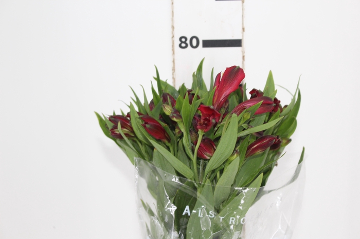 <h4>ALSTROEMERIA NATALYA 080 CM</h4>