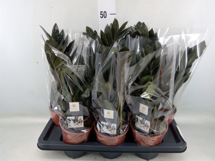 <h4>Zamioculcas zamiifolia 'Dowon'</h4>