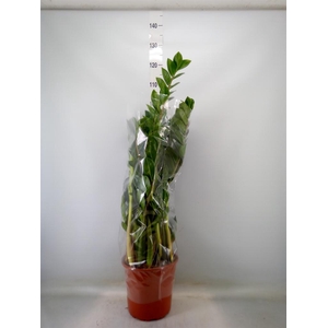 Zamioculcas zamiifolia