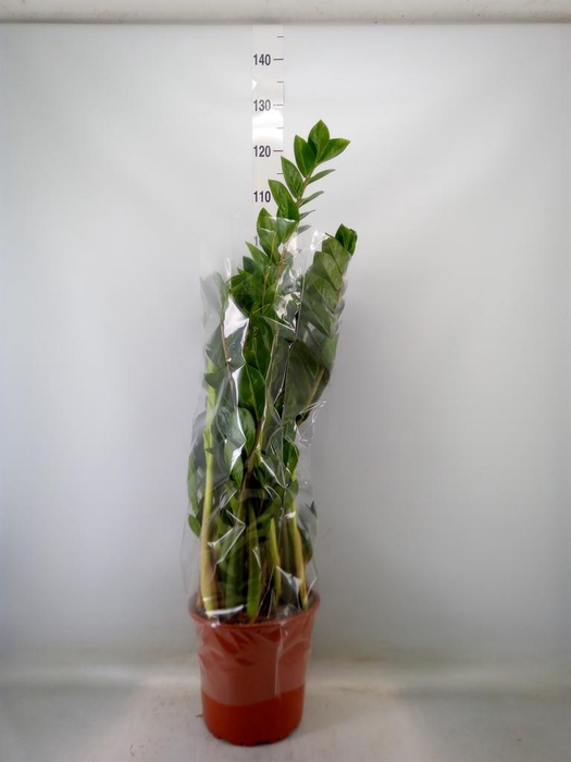 <h4>Zamioculcas zamiifolia</h4>