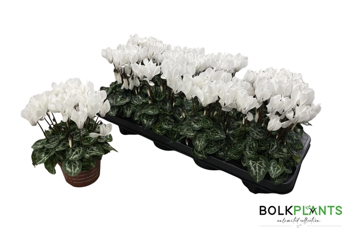 <h4>CYCL KL SUP COMPACT</h4>