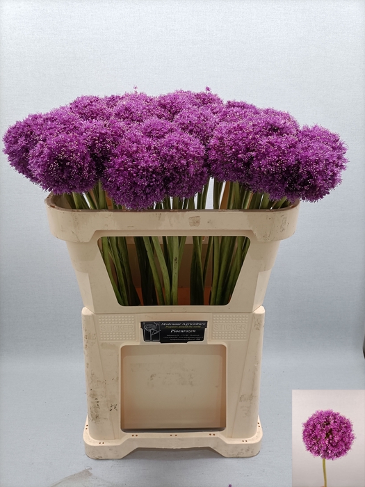 <h4>ALLIUM GIGANTEUM</h4>