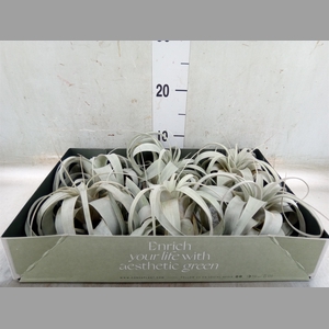 Tillandsia xerographica