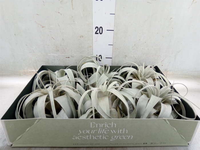 <h4>Tillandsia xerographica</h4>