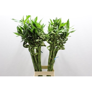 LUCKY BAMBOO SPIRAAL 80 CM