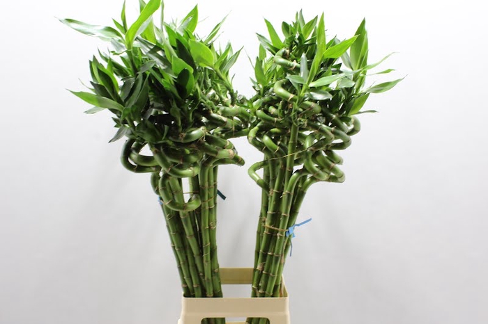 <h4>LUCKY BAMBOO SPIRAAL 80 CM</h4>