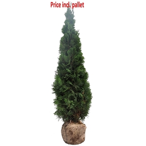 Thuja occ. Smaragd, plantmaat 160-180 cm - Rondgestoken - KLUIT