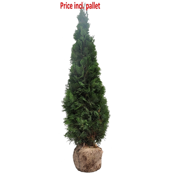 <h4>Thuja occ. Smaragd, plantmaat 160-180 cm - Rondgestoken - KLUIT</h4>