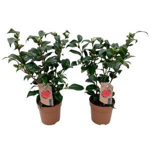 Camellia japonica Mary Williams 10-15 knop