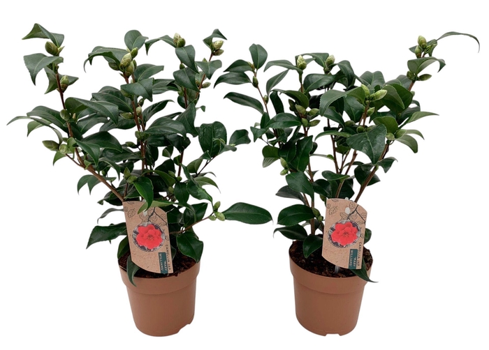 <h4>Camellia japonica Mary Williams 10-15 knop</h4>