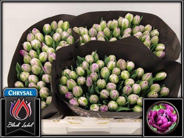 <h4>TU DU SAIGON DOUBLE</h4>