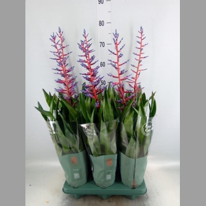 Aechmea  'Blue Rain'
