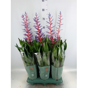 Aechmea  'Blue Rain'