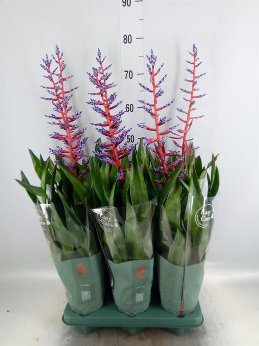 <h4>Aechmea  'Blue Rain'</h4>
