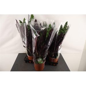 Calathea 17 Cm. P. Lancifolia
