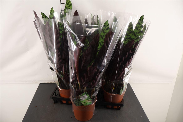 <h4>Calathea 17 Cm. P. Lancifolia</h4>