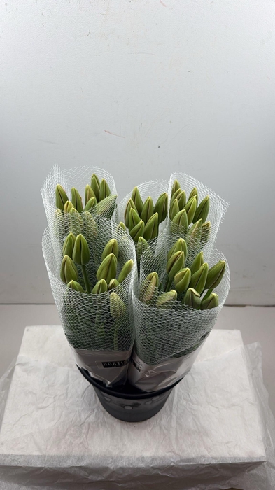 <h4>Tulipa (frans) En Menton</h4>