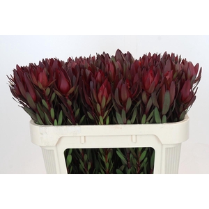Leucadendron Saf Sunset Dark Red